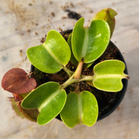 Nepenthes robcantleyi x truncata Specimen - Regal Tower