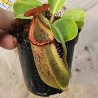 Nepenthes robcantleyi x truncata Specimen - Regal Tower
