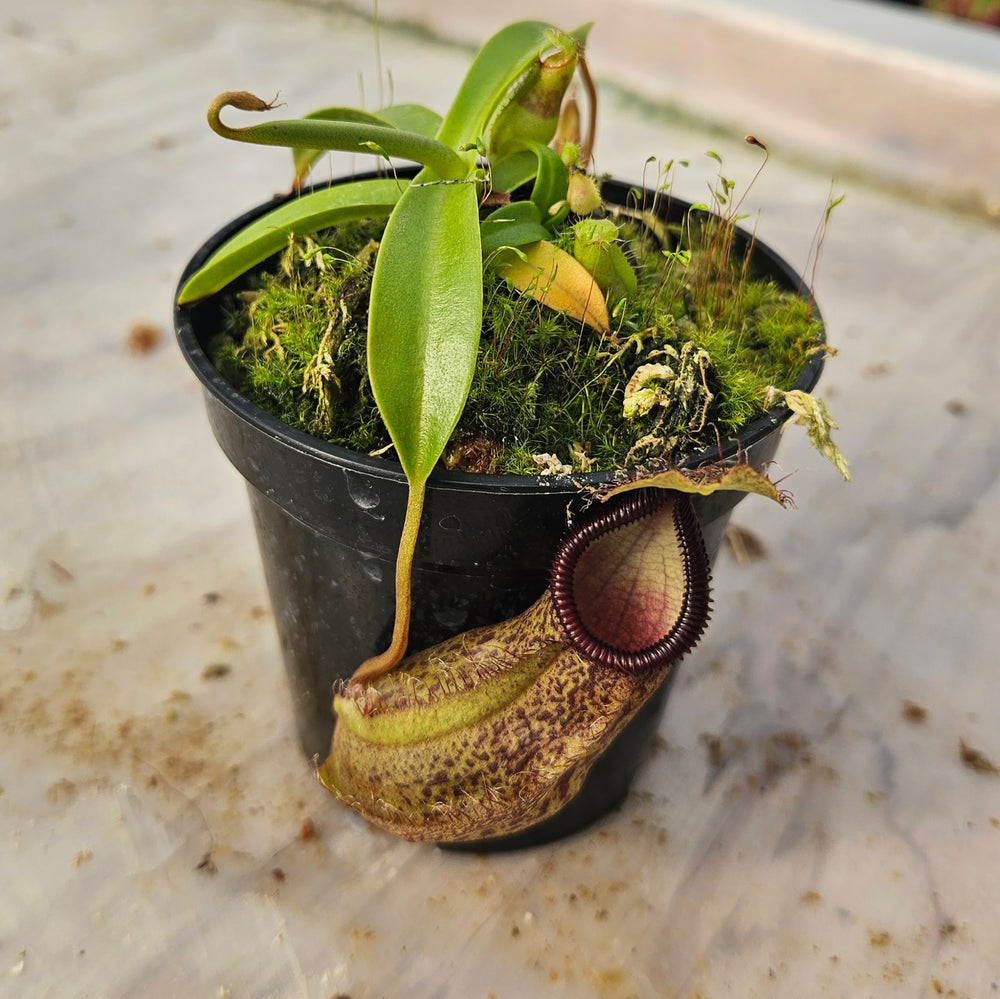 Nepenthes Stoic Hero Specimen - N. spathulata x hamata