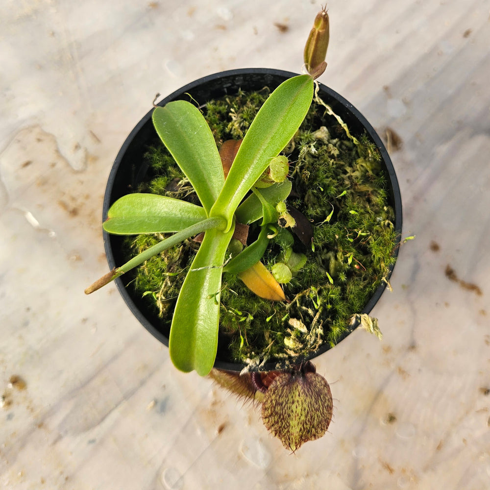 Nepenthes Stoic Hero Specimen - N. spathulata x hamata