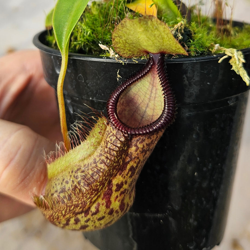 Nepenthes Stoic Hero Specimen - N. spathulata x hamata