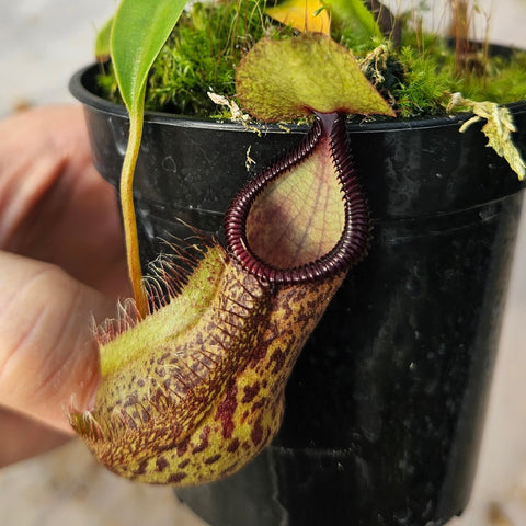 Nepenthes Stoic Hero Specimen - N. spathulata x hamata
