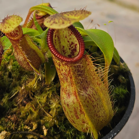 Nepenthes Stoic Hero Specimen - N. spathulata x hamata