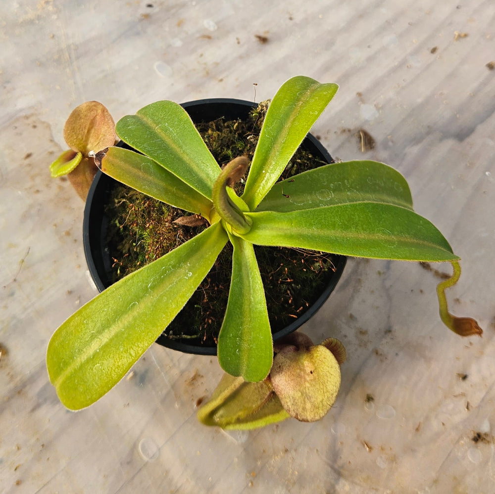 Nepenthes Valiant Spirit Specimen - Flared Peristome