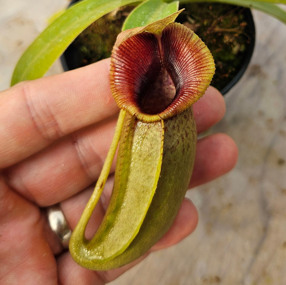 Nepenthes Valiant Spirit Specimen - Flared Peristome