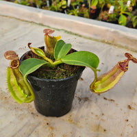 Nepenthes Regal Vortex Specimen - N. robcantleyi x veitchii 