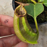 Nepenthes Regal Vortex Specimen - N. robcantleyi x veitchii 