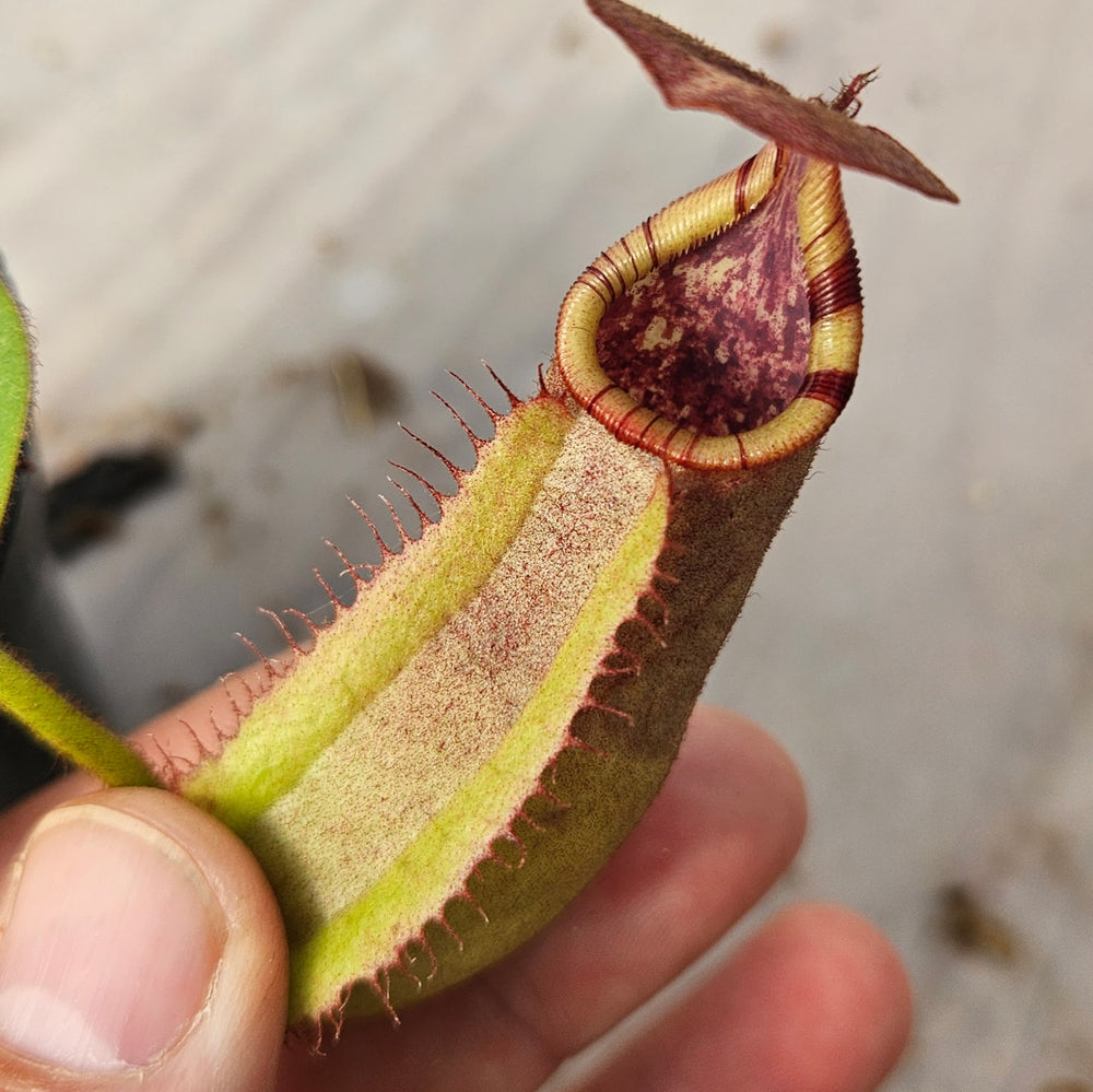 Nepenthes Regal Vortex Specimen - N. robcantleyi x veitchii 