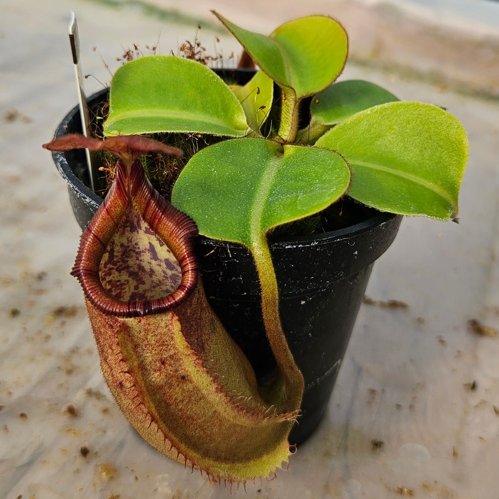 Nepenthes Regal Vortex Specimen - N. robcantleyi x veitchii 