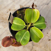 Nepenthes Regal Vortex Specimen - N. robcantleyi x veitchii 