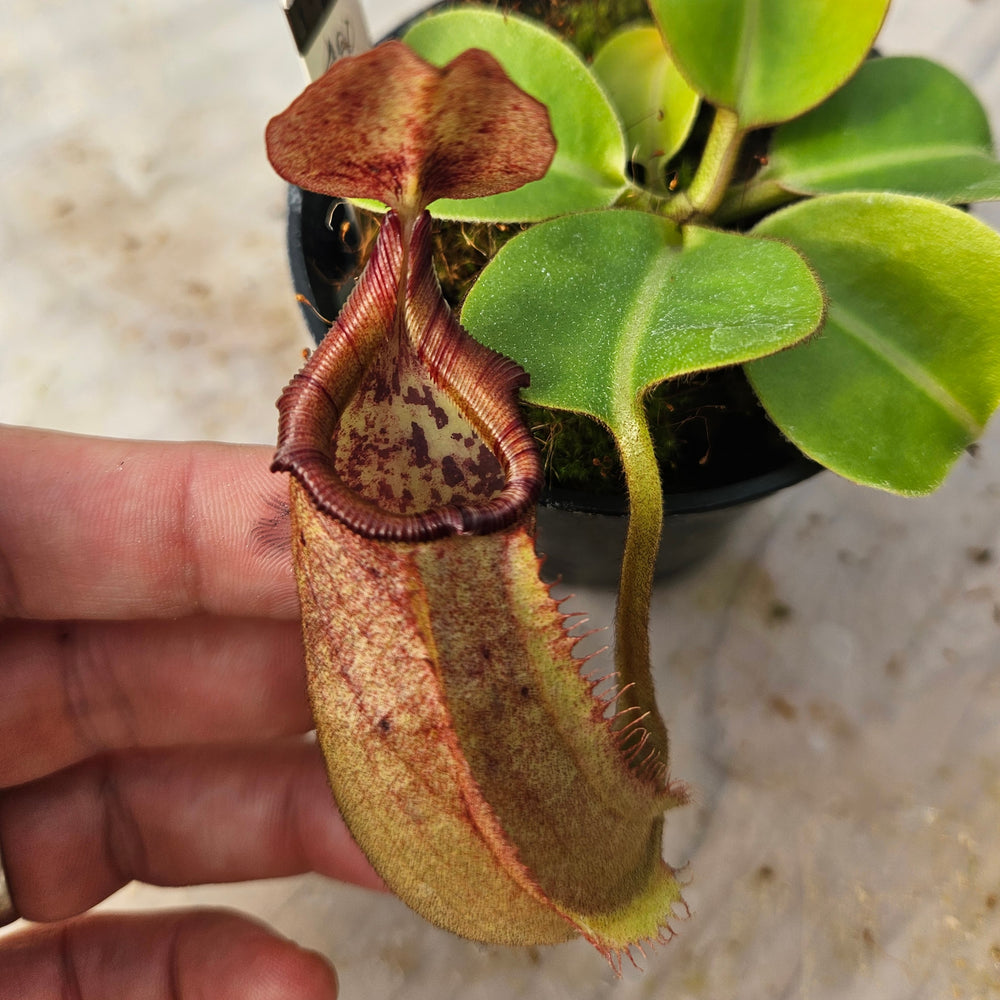 Nepenthes Regal Vortex Specimen - N. robcantleyi x veitchii 