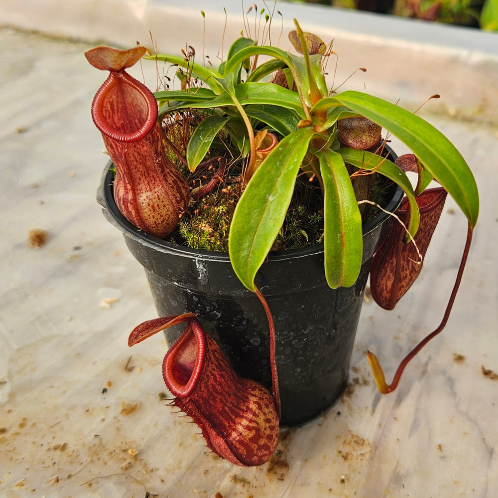Nepenthes ventricosa x pitopangii Virtuous Pixie Specimen