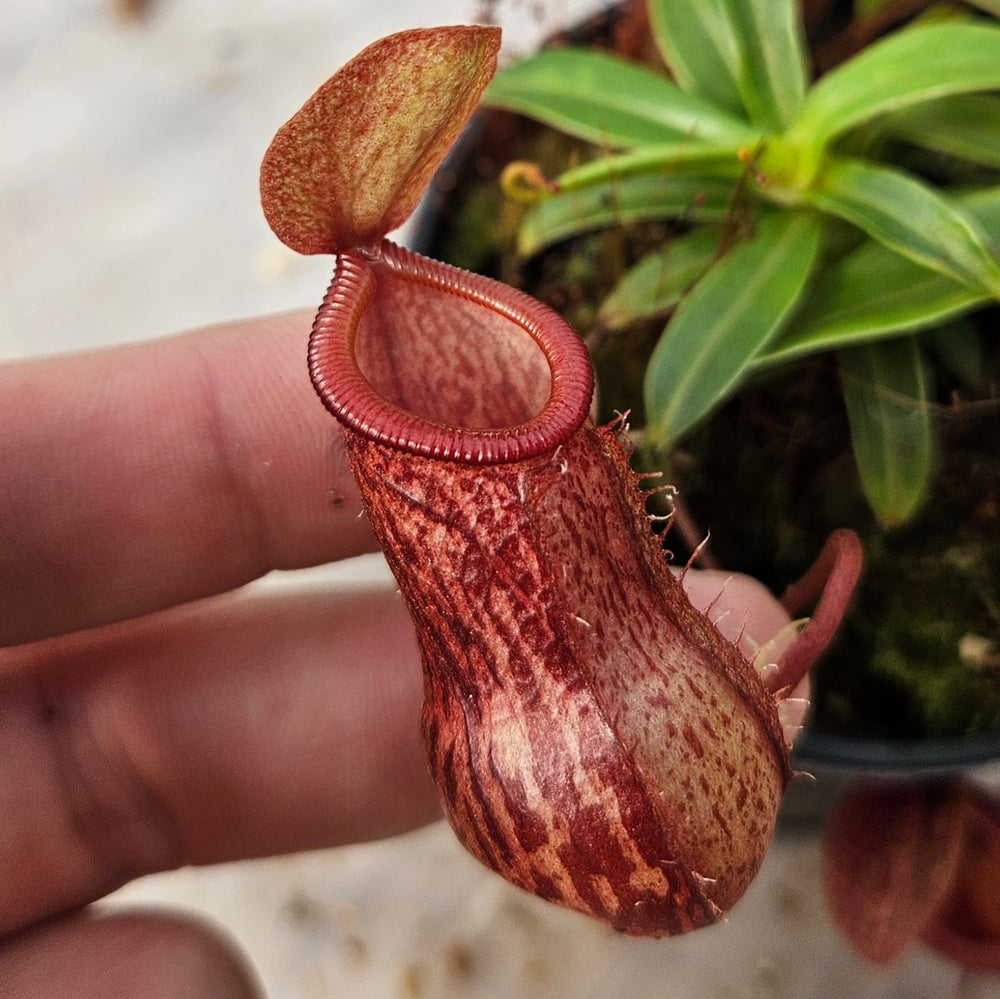 Nepenthes ventricosa x pitopangii Virtuous Pixie Specimen