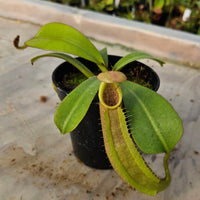 Nepenthes veitchii Valiant Voyage Specimen - Guaranteed Stripes