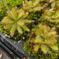 Drosera chimaera
