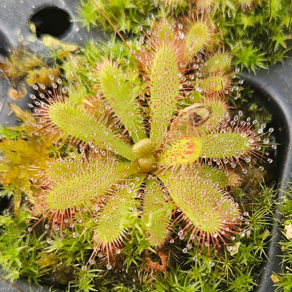 Drosera chimaera