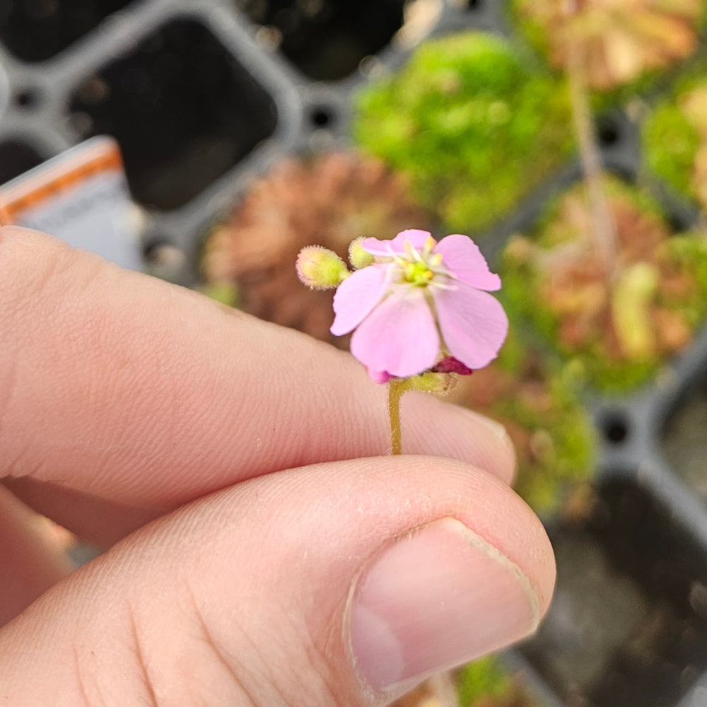 Drosera chimaera