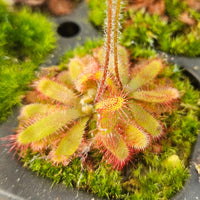 Drosera chimaera