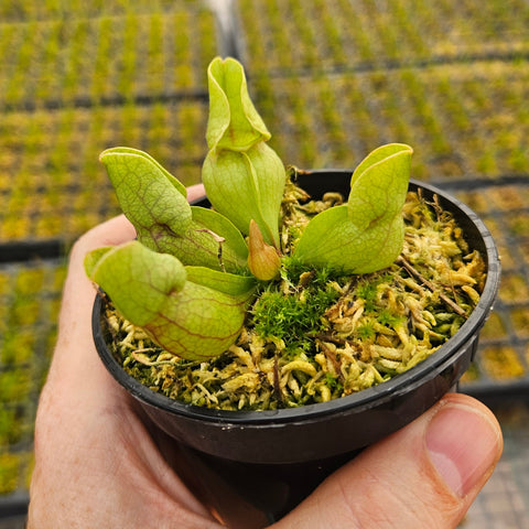 Sarracenia purpurea ssp. venosa