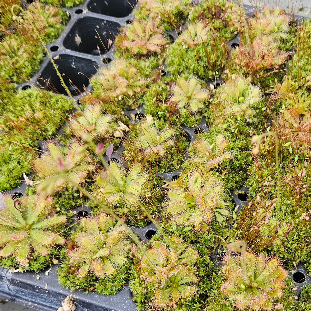 Drosera chimaera