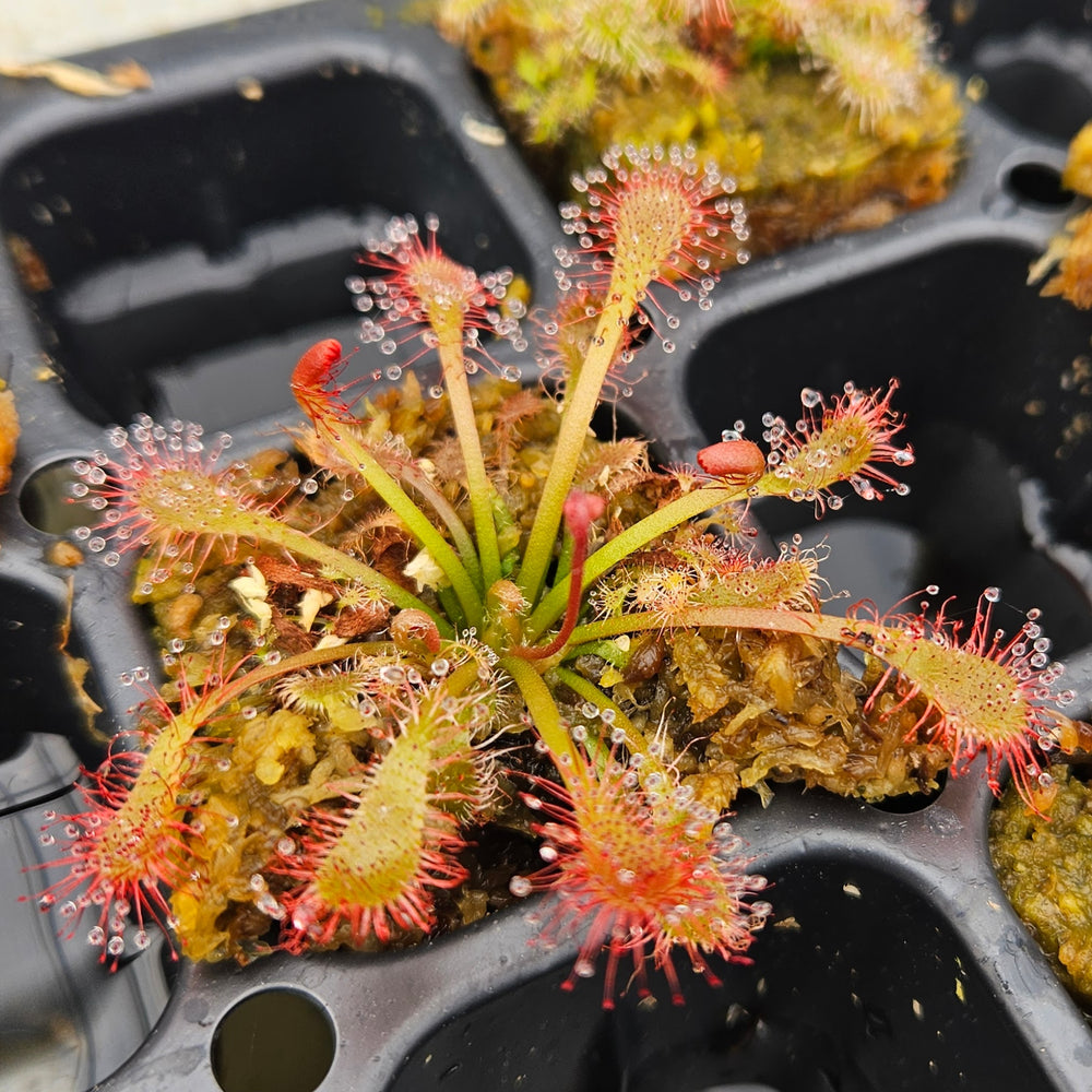 Drosera oblanceolata