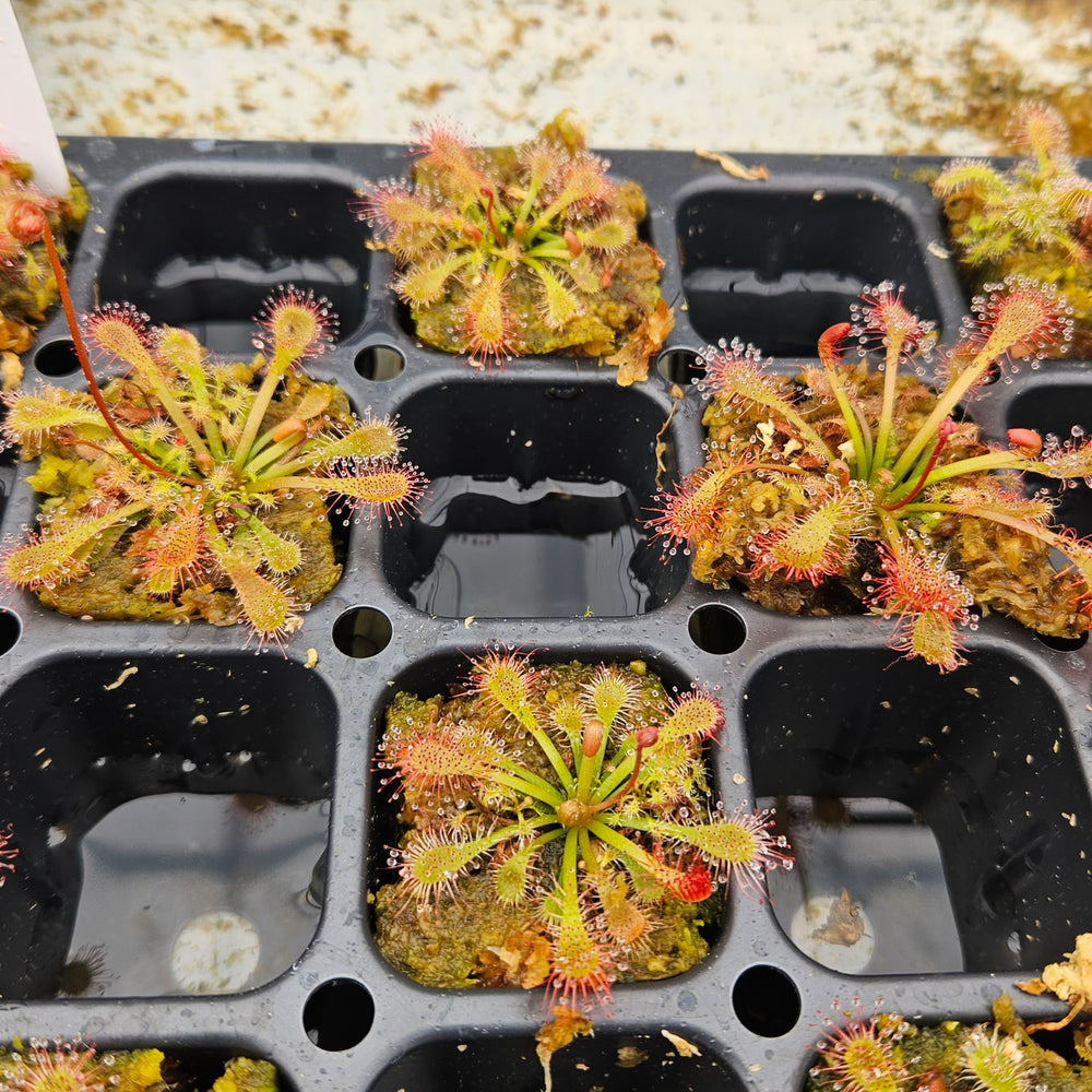 Drosera oblanceolata