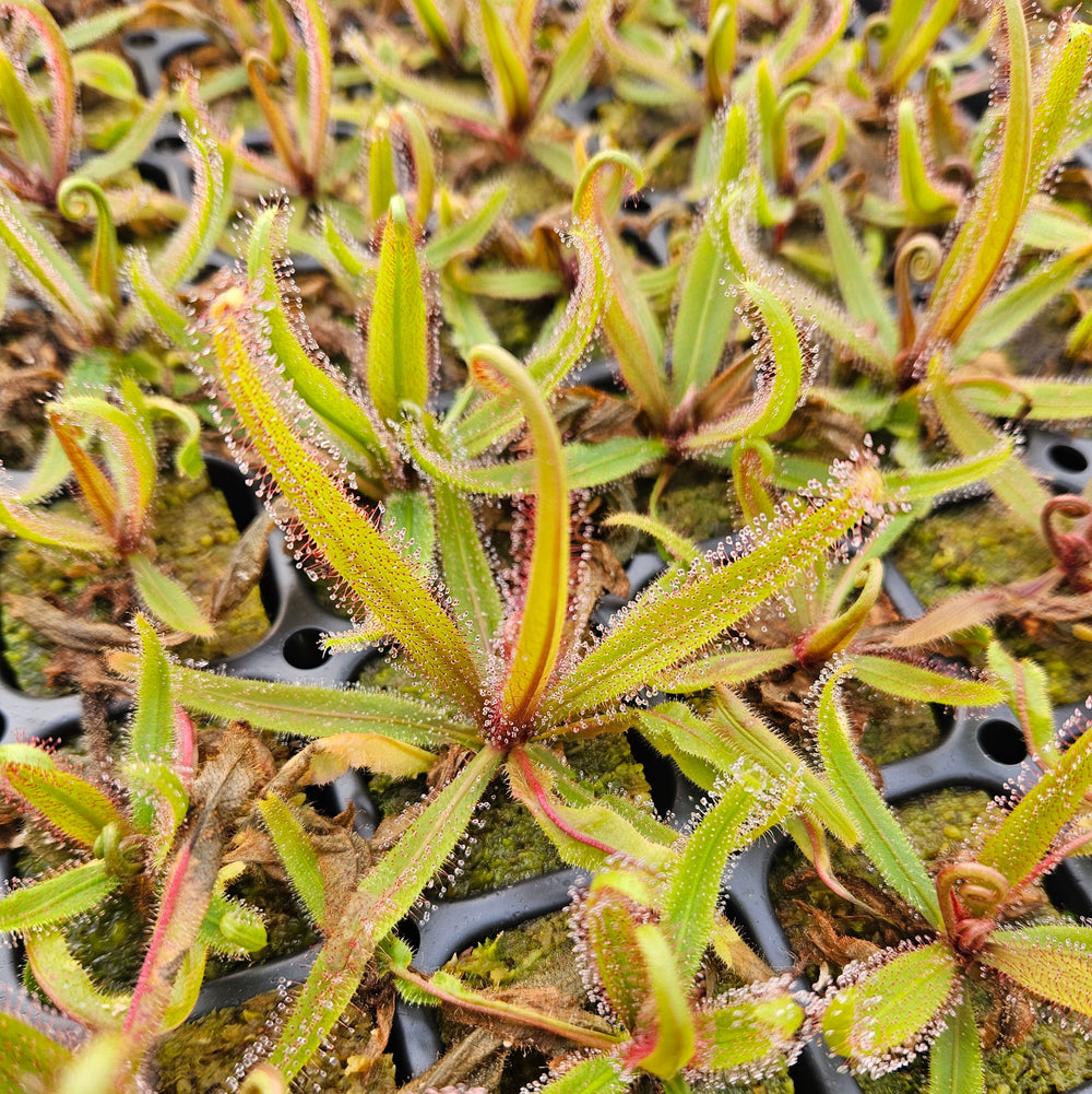 Queensland Sundew Collection