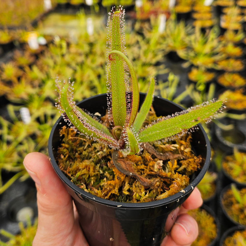 Drosera adelae