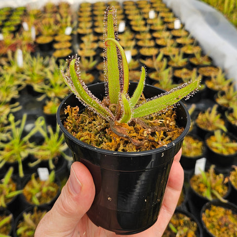Drosera adelae