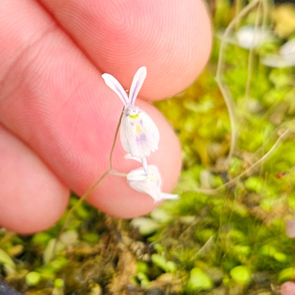Utricularia sandersonii