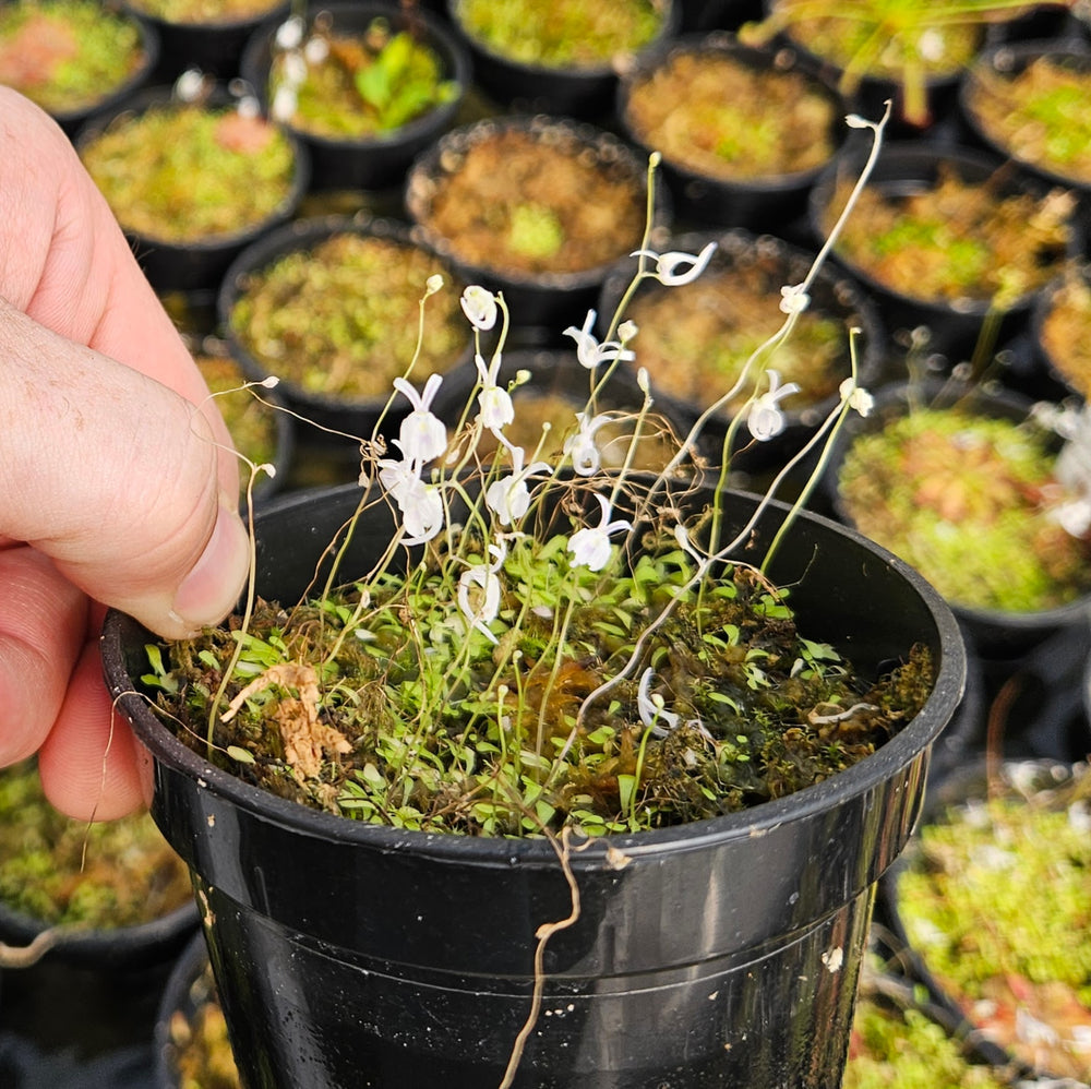 Utricularia sandersonii