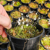 Utricularia sandersonii