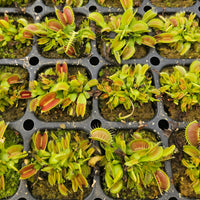 Venus Fly Trap 'B52'