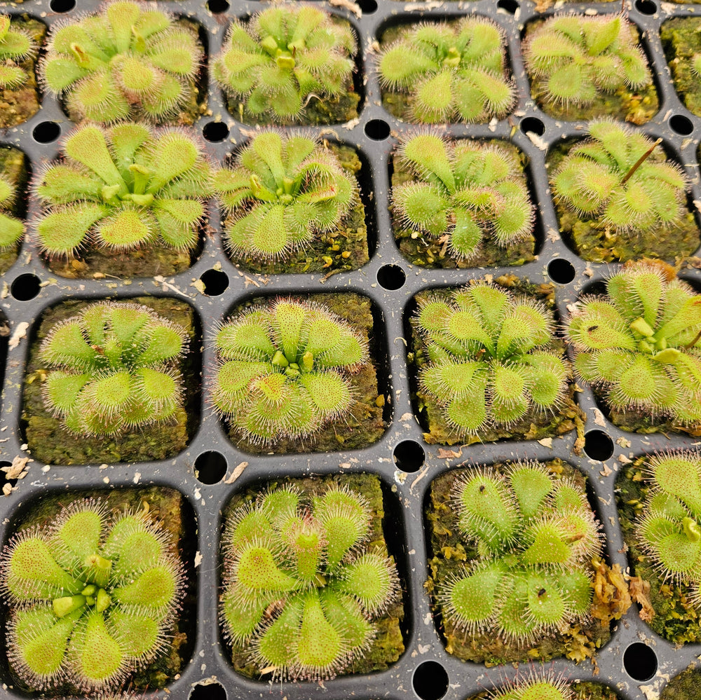 Drosera natalensis