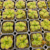 Drosera natalensis