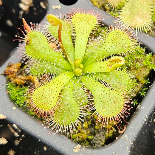 Drosera natalensis