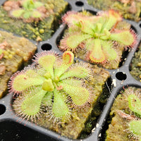Drosera natalensis