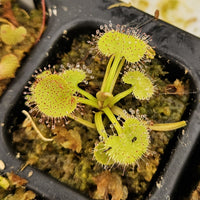 Drosera prolifera