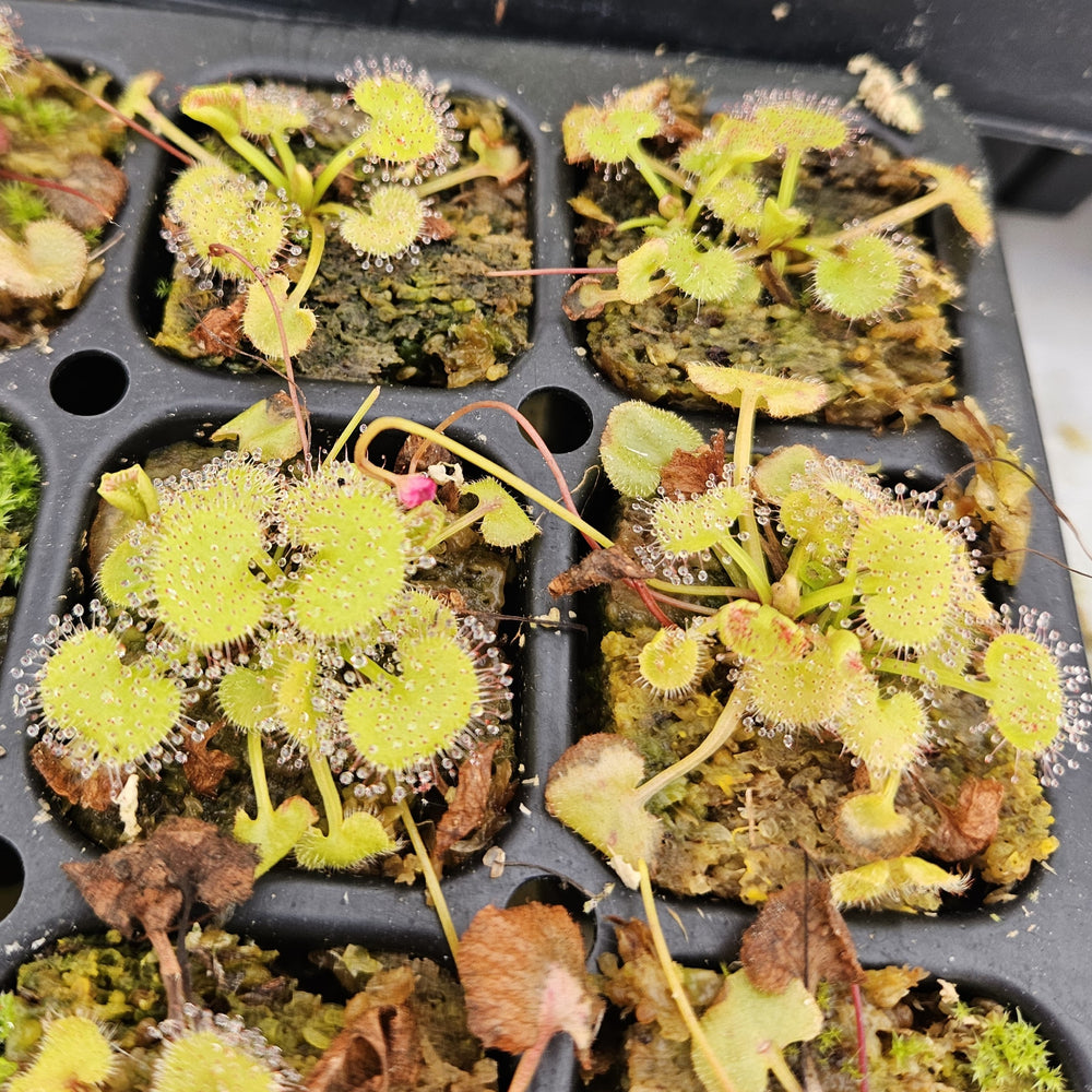 Drosera prolifera