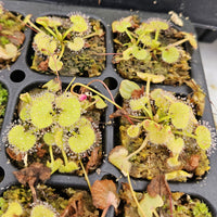 Drosera prolifera