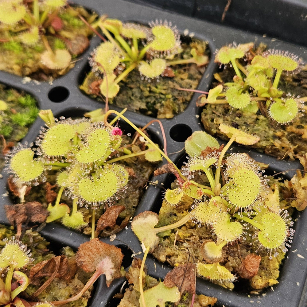 Drosera prolifera
