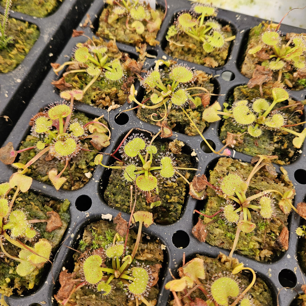 Drosera prolifera