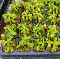 Nepenthes Stoic Twilight
