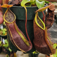Nepenthes Stoic Twilight