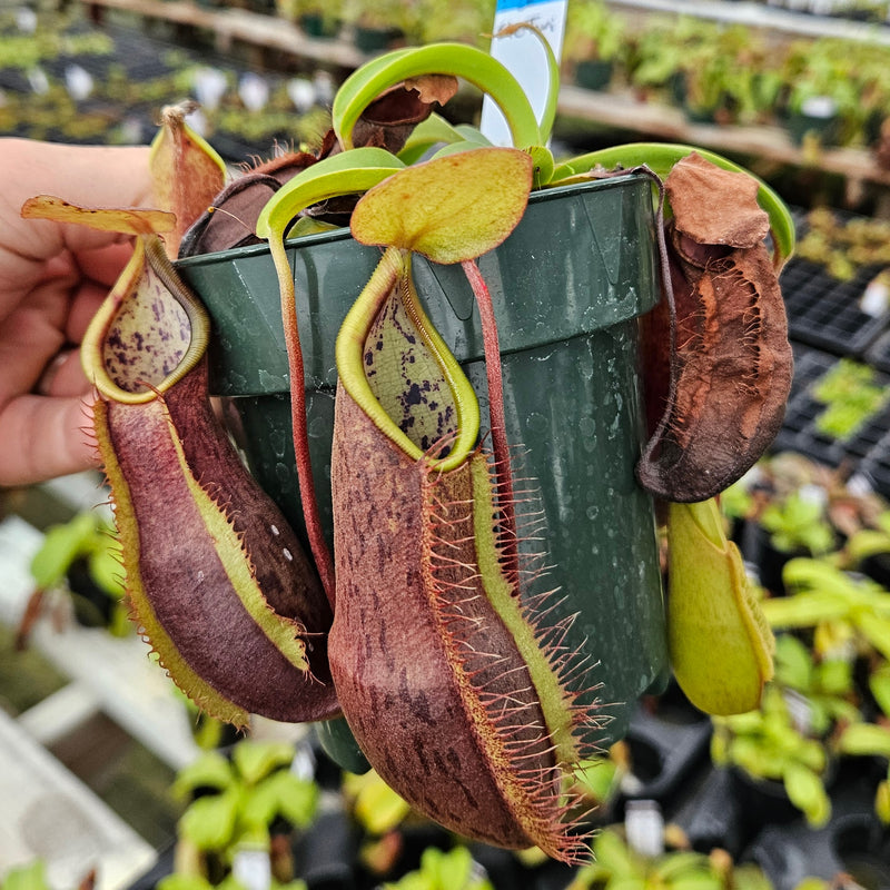 Nepenthes Stoic Twilight
