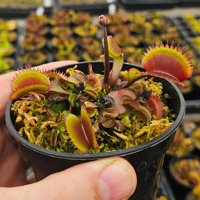 Venus Flytrap 'Red Piranha'