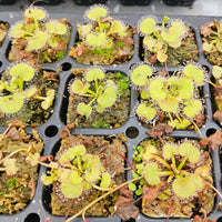 Drosera prolifera