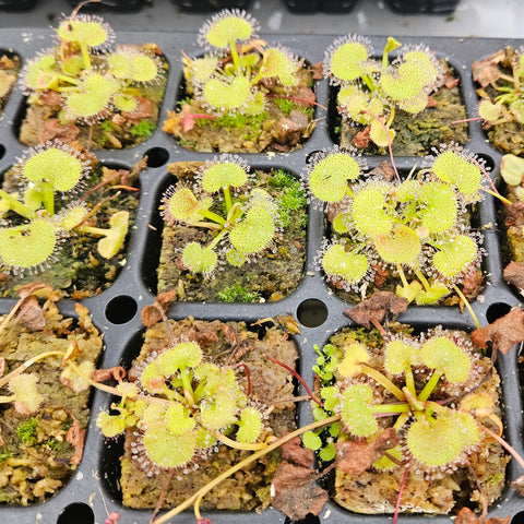 Drosera prolifera