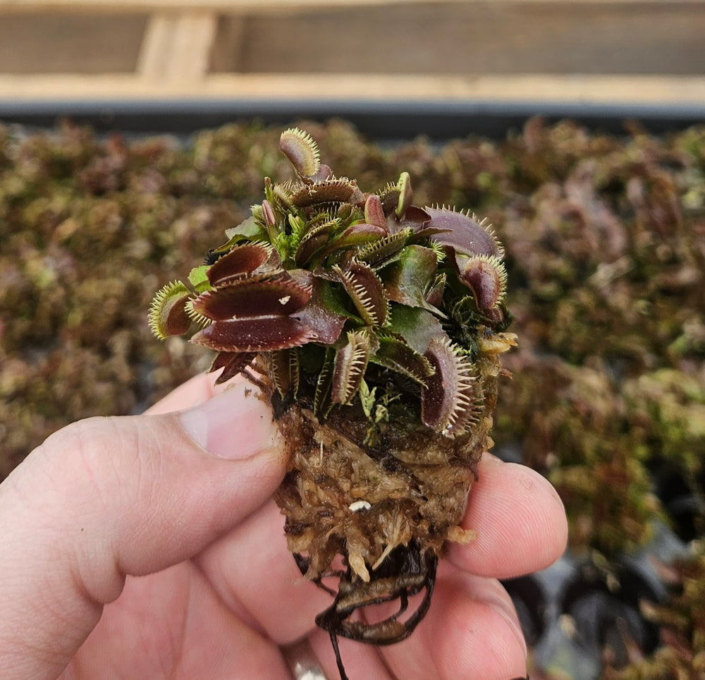 Venus Flytrap 'Red Piranha'
