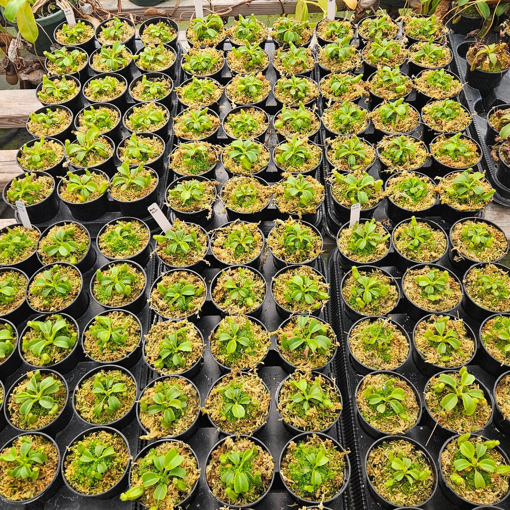 Nepenthes Regal Tower - 3.5